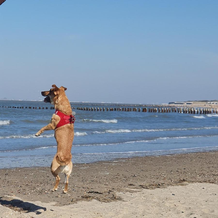 Bonnies Beach & Spa Duinnest Cadzand Bagian luar foto